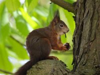Sciurus vulgaris 38, Eekhoorn, Saxifraga-Bart Vastenhouw