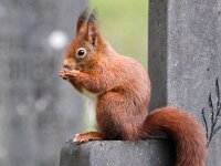 Sciurus vulgaris 43, Eekhoorn, Saxifraga-Bart Vastenhouw