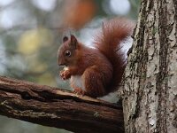 Sciurus vulgaris 46, Eekhoorn, Saxifrag-Henk Baptist