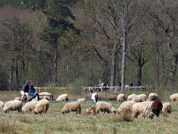 Sheep 28, Saxifraga-Hans Dekker