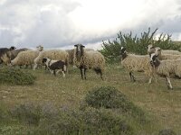 Sheep-Crete 10, Saxifraga-Willem van Kruijsbergen