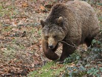 Ursus arctos 16, Bruine beer, Saxifraga-Martin Mollet