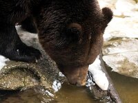 Ursus arctos 43, Bruine beer, Saxifraga-Bart Vastenhouw