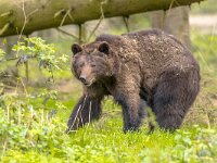 European brown bear in forest habitat  European brown bear ((Ursus arctos) in forest habitat. This is the most widely distributed bear and is found across much of northern Eurasia and North America. : Finland, Protection, animal, arctos, background, bear, beautiful, big, brown, closeup, conservation, danger, dangerous, environment, europe, european, evening, family, fauna, forest, green, guard, landscape, male, mammal, mother, natural, nature, nordic, norway, one, outdoors, powerful, predator, protective, russia, russian, scandinavia, spring, standing, summer, summertime, taiga, tree, ursus, walking, wild, wildlife, woods