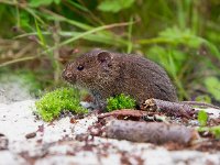 Common Vole (Microtus arvalis) in natural habitat  Common Vole (Microtus arvalis) in natural habitat : Microtus, animal, arvalis, brown, common, curious, cute, fauna, field, fur, grass, green, grey, ground, habitat, head, hole, little, look, mammal, mice, moss, mouse, natural, nature, outdoors, plant, rat, rodent, sand, stick, vole, whiskers, wild