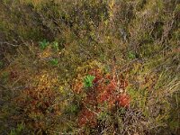 Aulacomnium palustre 7, Roodviltmos, Saxifraga-Hans Boll