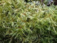 Calliergonella cuspidata 5, Gewoon puntmos, Saxifraga-Jelle van Dijk