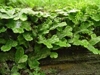 Conocephalum conicum 2, Kegelmos, Saxifraga-Hans Grotenhuis