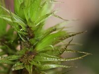 Dicranum polysetum 2, Gerimpeld gaffeltandmos, Saxifraga-Rutger Barendse