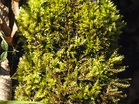 Kindbergia praelonga 2, Fijn laddermos, Saxifraga-Jan van der Straaten