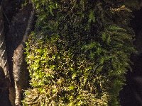 Kindbergia praelonga 3, Fijn laddermos, Saxifraga-Jan van der Straaten