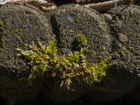 Kindbergia praelonga 4, Fijn laddermos, Saxifraga-Jan van der Straaten