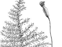 Kindbergia praelonga 5, Fijn laddermos, Saxifraga-Jan van de Wiel