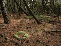 Leucobryum glaucum 4, Gewoon kussentjesmos, Saxifraga-Hans Boll