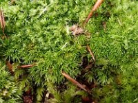 Leucobryum glaucum 7, Gewoon kussentjesmos, Saxifraga-Jelle van Dijk