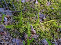Neckera pennata 2, Saxifraga-Hans Grotenhuis