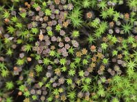 Polytrichum juniperinum 5, Zandhaarmos, Saxifraga-Tom Heijnen