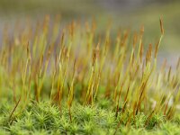 Polytrichum piliferum 8, Ruig haarmos, Saxifraga-Tom Heijnen