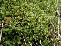 Rhytidiadelphus triquetrus 3, Pluimstaartmos, Saxifraga-Jelle van Dijk