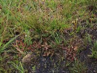 Sphagnum compactum 11, Kussentjesveenmos, Saxifraga-Hans Boll