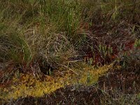 Sphagnum cuspidatum 22, Waterveenmos, Saxifraga-Hans Boll