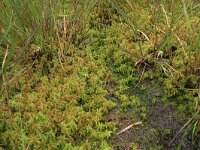 Sphagnum cuspidatum 7, Waterveenmos, Saxifraga-Hans Boll