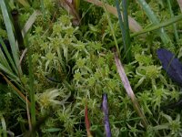 Sphagnum fallax 2, Fraai veenmos, Saxifraga-Hans Boll