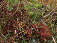 Sphagnum magellanicum 19, Hoogveenveenmos, Saxifraga-Hans Boll