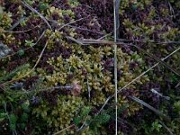 Sphagnum magellanicum 3, Hoogveenveenmos, Saxifraga-Hans Boll
