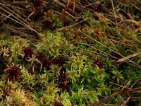 Sphagnum magellanicum 61, Hoogveenveenmos, Saxifraga-Hans Boll