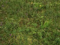 Sphagnum palustre 22, Gewoon veenmos, Saxifraga-Hans Boll