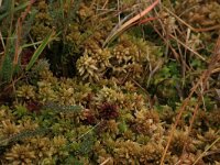 Sphagnum papillosum 40, Wrattig veenmos, Saxifraga-Hans Boll