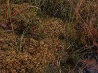 Sphagnum papillosum 42, Wrattig veenmos, Saxifraga-Hans Boll