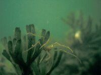 Codium fragile 4, Viltwier, Saxifraga-Eric Gibcus