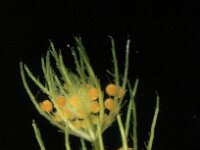 Chara aspera 4, male, Ruw kransblad, Saxifraga-Santos Cirujano Bracamonte