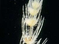 Chara aspera var aspera 2, Saxifraga-Santos Cirujano Bracamonte