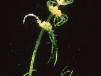 Chara galioides 2, male, Saxifraga-Santos Cirujano Bracamonte