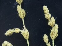 Chara vulgaris var crassicaulis 2, Saxifraga-Santos Cirujano Bracamonte