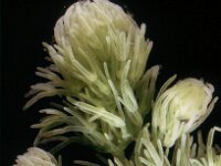 Chara vulgaris var gymnophylla 3, Saxifraga-Santos Cirujano Bracamonte