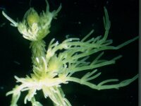 Chara vulgaris var papillata 4, Saxifraga-Santos Cirujano Bracamonte