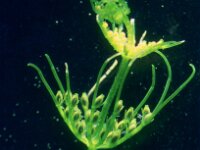 Chara vulgaris var vulgaris 5, Saxifraga-Santos Cirujano Bracamonte