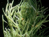 Charas vulgaris var longibracteata 6, Saxifraga-Santos Cirujano Bracamonte