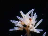 Nitella flexilis 3, female, Buigzaam glanswier, Saxifraga-Santos Cirujano Bracamonte