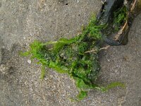 Blidingia minima 5, Klein darmwier, Saxifraga-Rutger Barendse