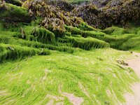 Blidingia minima 6, Klein darmwier, Saxifraga-Foto Fitis-Sytske Dijksen