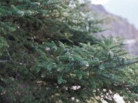 Abies pinsapo 10, Saxifraga-Piet Zomerdijk