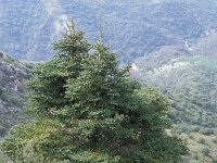 Abies pinsapo 11, Saxifraga-Piet Zomerdijk