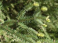 Abies pinsapo 12, Saxifraga-Jan van der Straaten