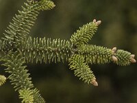 Abies pinsapo 13, Saxifraga-Willem van Kruijsbergen
