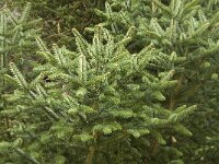 Abies pinsapo 14, Saxifraga-Jan van der Straaten